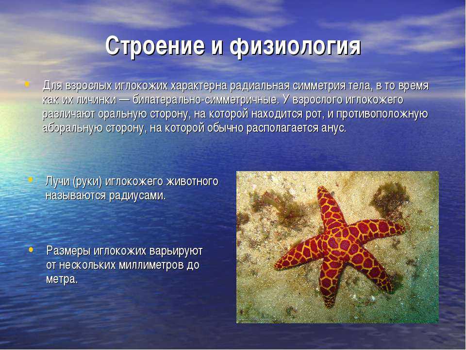 Характеристика морской звезды. Строение морской звезды иглокожие. Радиальная симметрия иглокожих. Иглокожие строение тела. Форма тела иглокожих.