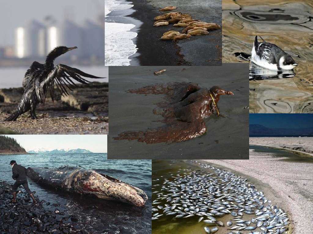 Животные страдают от загрязнений. Экологические проблемы. Влияние экологии на животных. Последствия загрязнения окружающей среды.