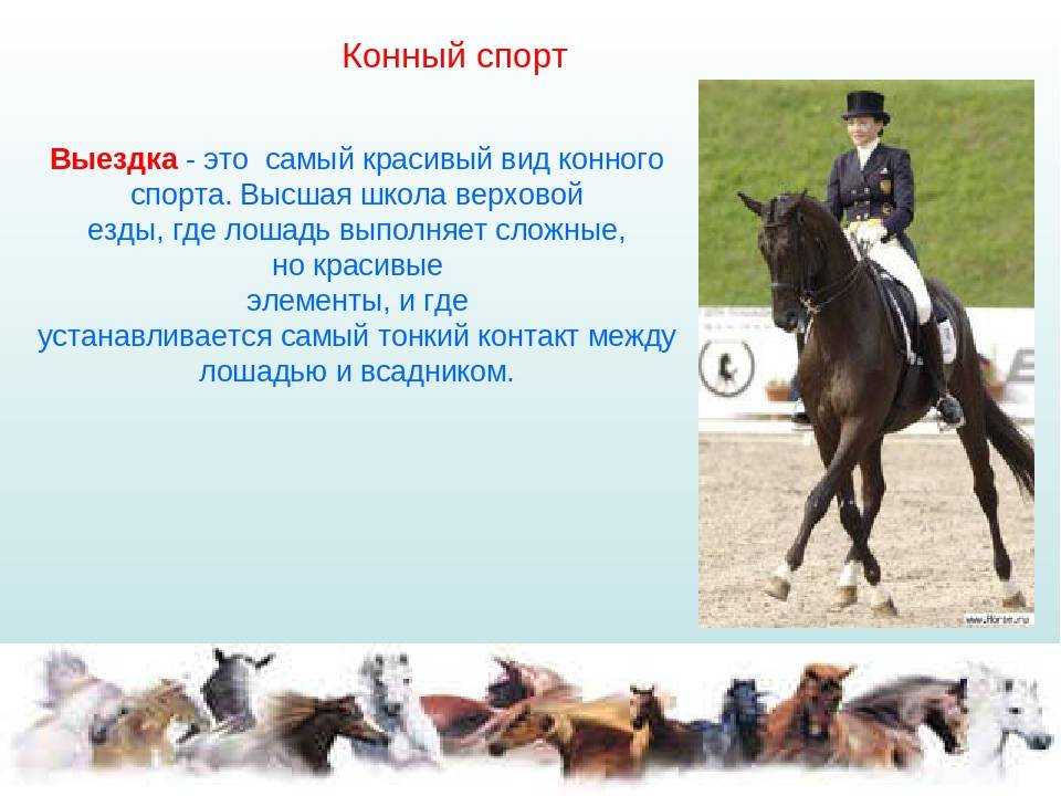 Кск анализ. Конный спорт презентация. Разновидности лошадей. Занятия конным спортом. Факты о лошадях и конном спорте.
