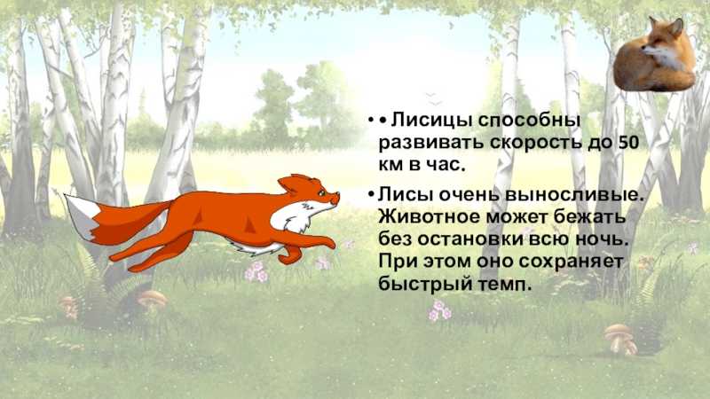 Чем питается лиса в природе?