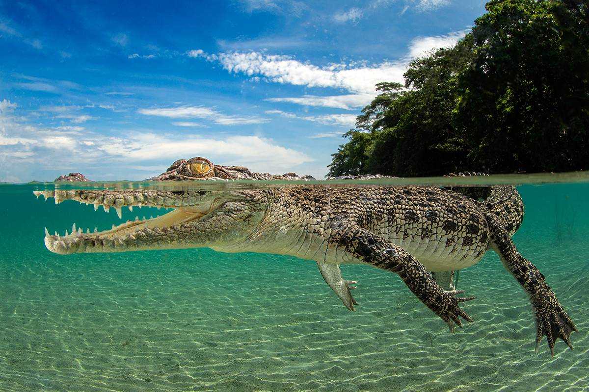 Морской гребнистый крокодил в Австралии