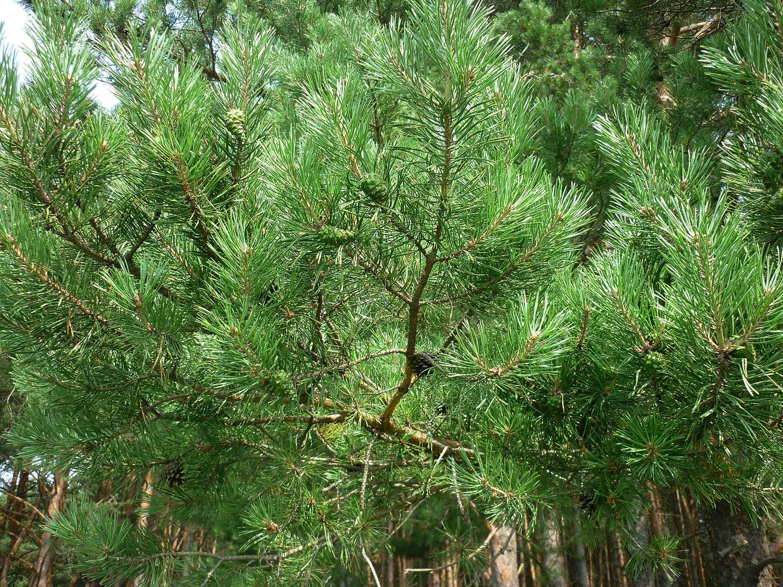 Русское хвойное. Pinus Sylvestris. Pinus Sylvestris шишки. Сосна обыкновенная Pinus. Хвоинки сосны обыкновенной.