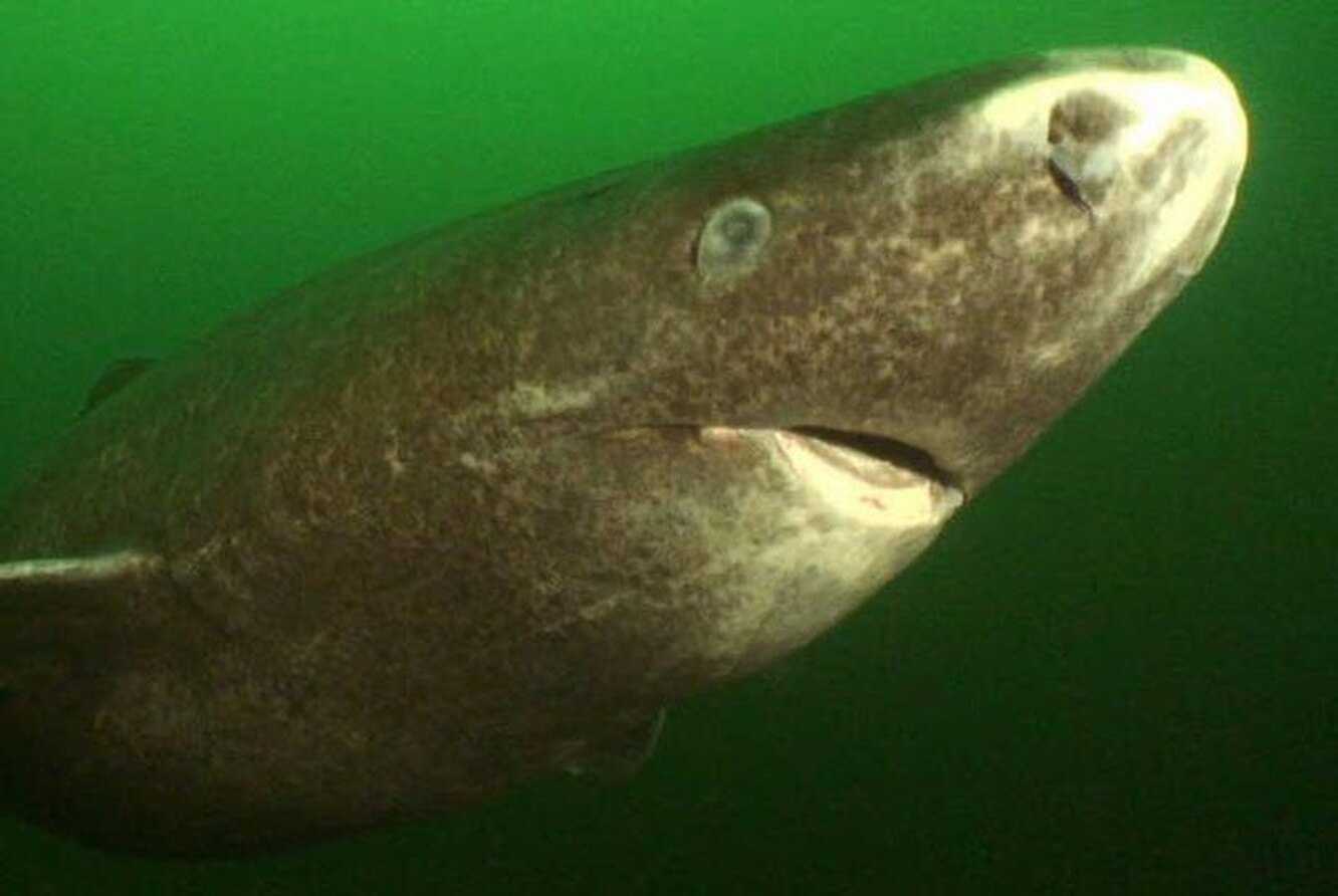 400-летняя гренландская акула — самое долгоживущее животное на планете