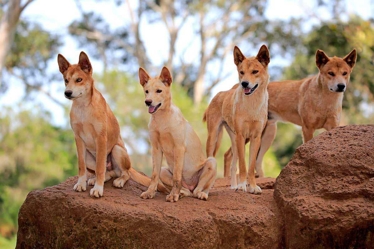 Австралийский Динго. Дикая собака Динго. Австралийская Дикая собака Динго. Динго в Австралии.