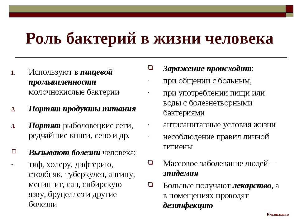 Составить схему роль бактерий в жизни человека