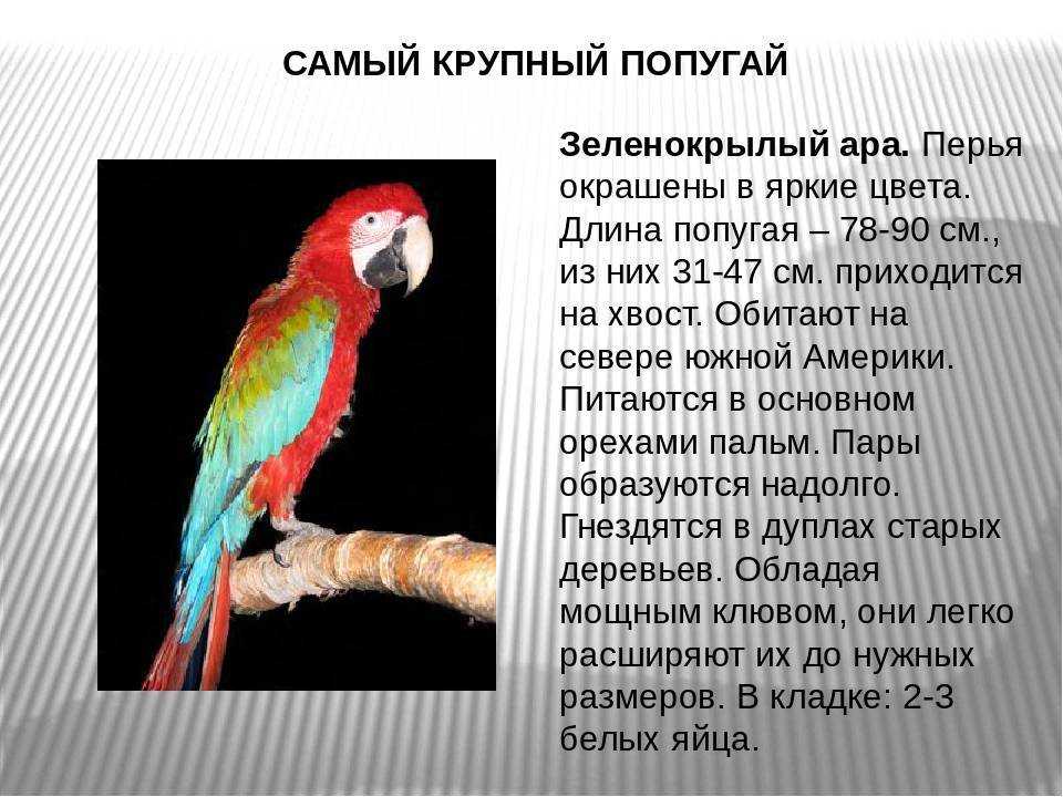 Текст описание про попугая. Описание попугая. Рассказ о попугае. Информация о попугаях. Доклад про попугая.