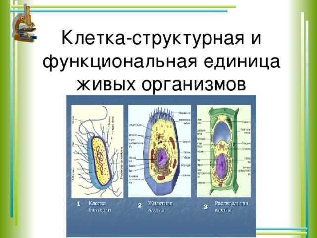 Клетка единица живого презентация