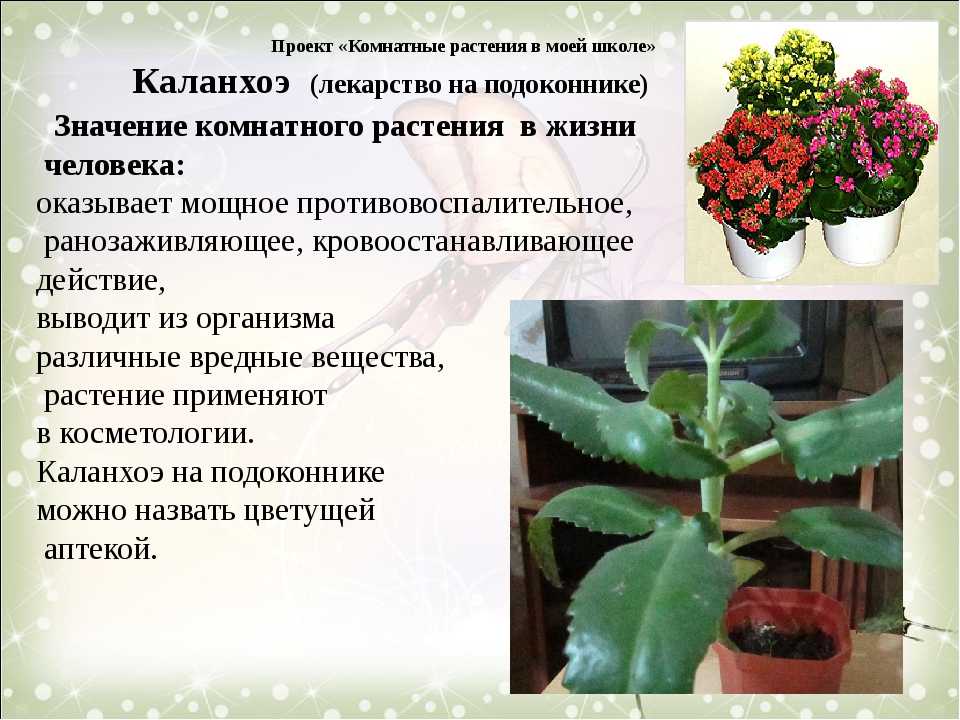 Опишите особенности растений каланхоэ и аспарагуса. Родина цветка каланхоэ. Горшечное растение каланхоэ. Каланхоэ бархатное. Каланхоэ семейство толстянковых.
