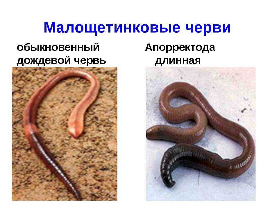 Кольчатые черви примеры животных названия. Кольчатые черви Малощетинковые черви. Класс червей Малощетинковые. Класс Малощетинковые представители. Малощетинковые кольчатые черви.