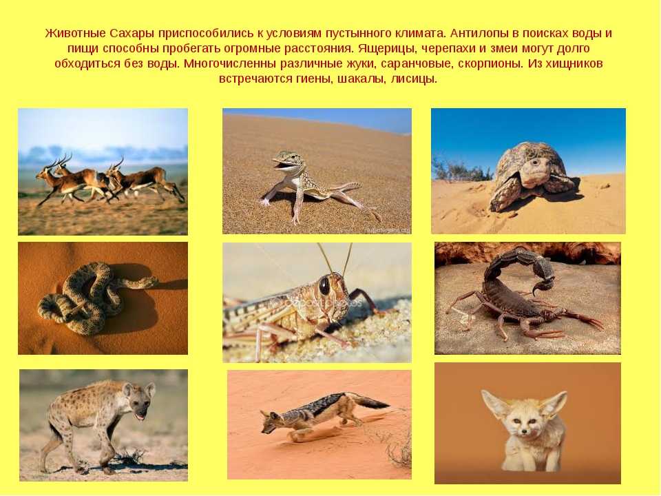 Какие животные и растения обитают в пустыне. Пустыни и полупустыни Африки животные. Животный мир пустынь и полупустынь Африки. Пустыни и полупустыни России животный мир. Звери пустыни.
