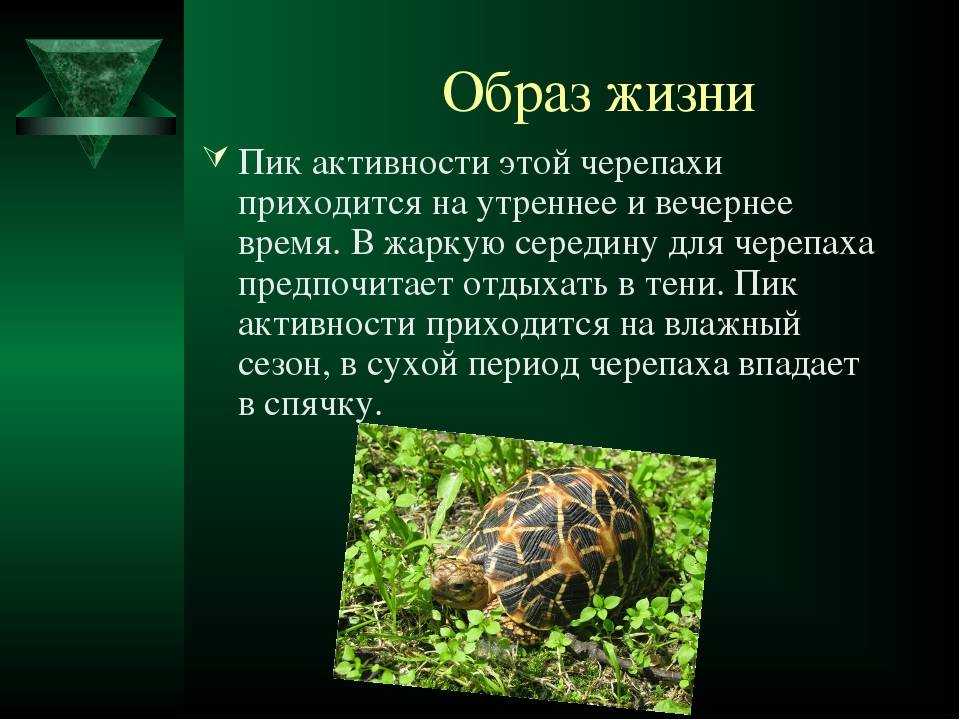 Черепаха сообщение 8 класс. Образ жизни черепах. Образ жизни пресмыкающихся. Черепахи биология. Образ жизни черепах кратко.