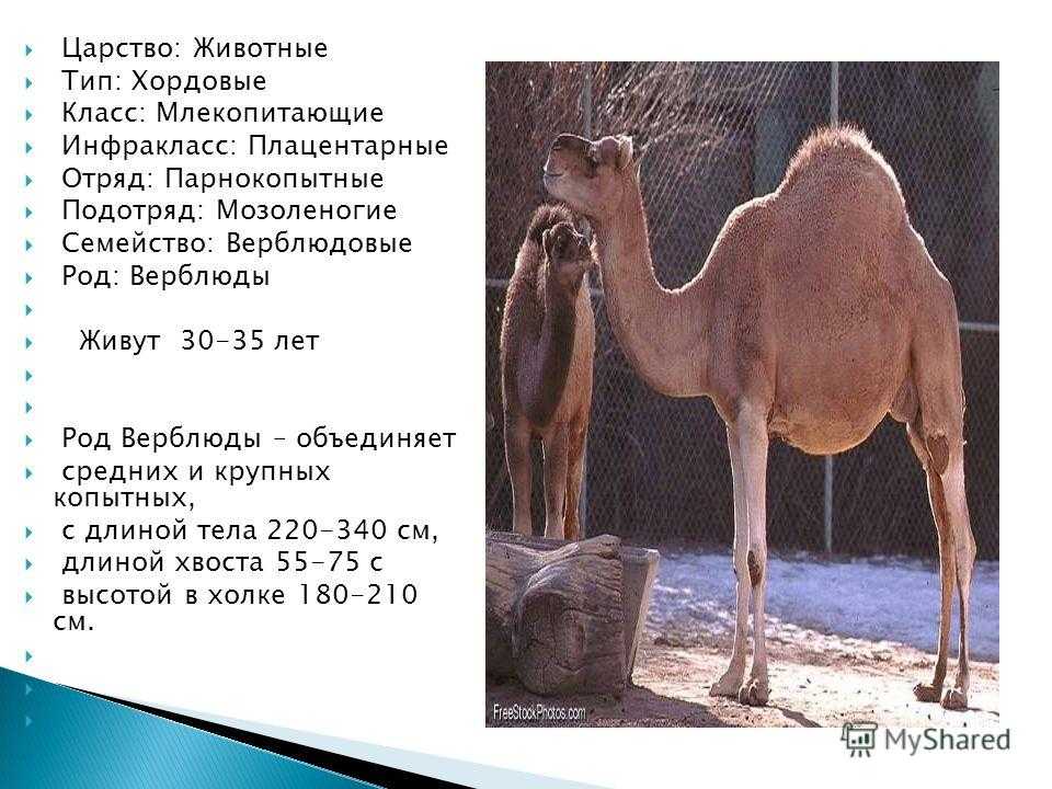 Верблюды (лат. camelus)
