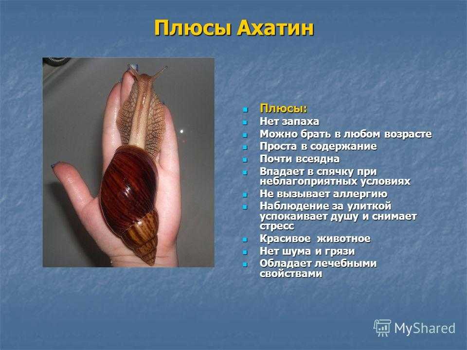 Улитка ахатина презентация