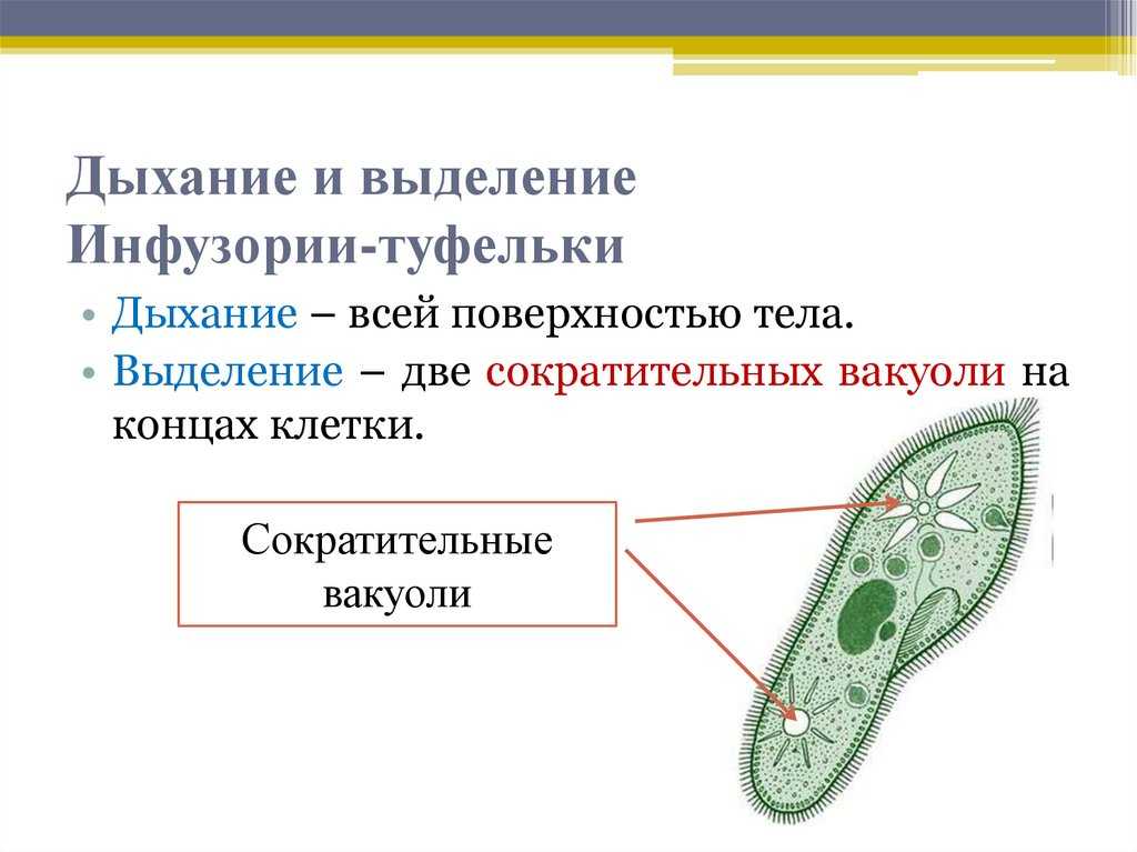 Что на рисунке инфузории туфельки обозначено цифрой 6