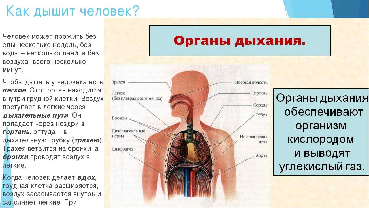 Презентация на тему дыхательная система человека