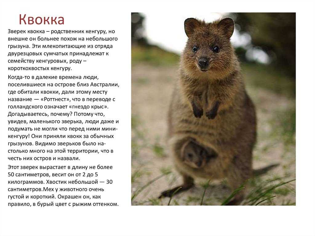 Квокка животное википедия фото и описание
