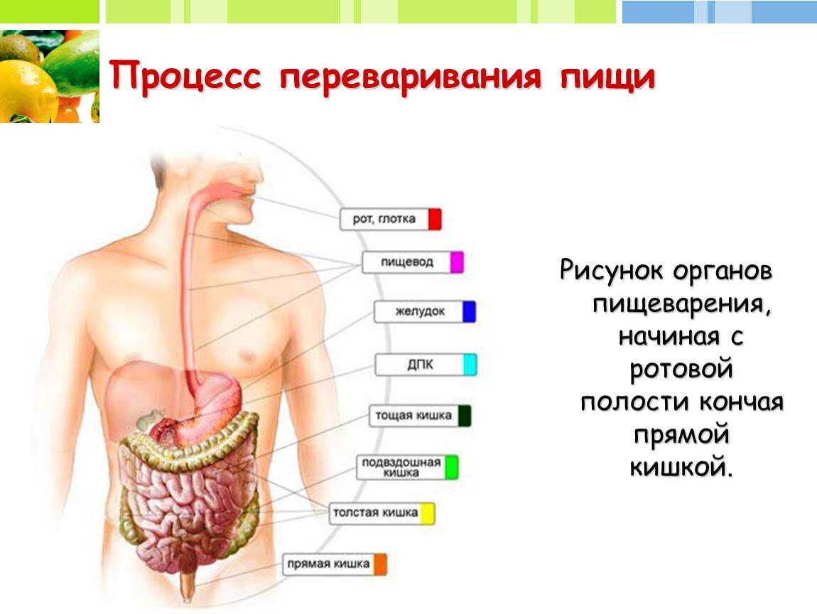 Этапы пищеварения у человека схема