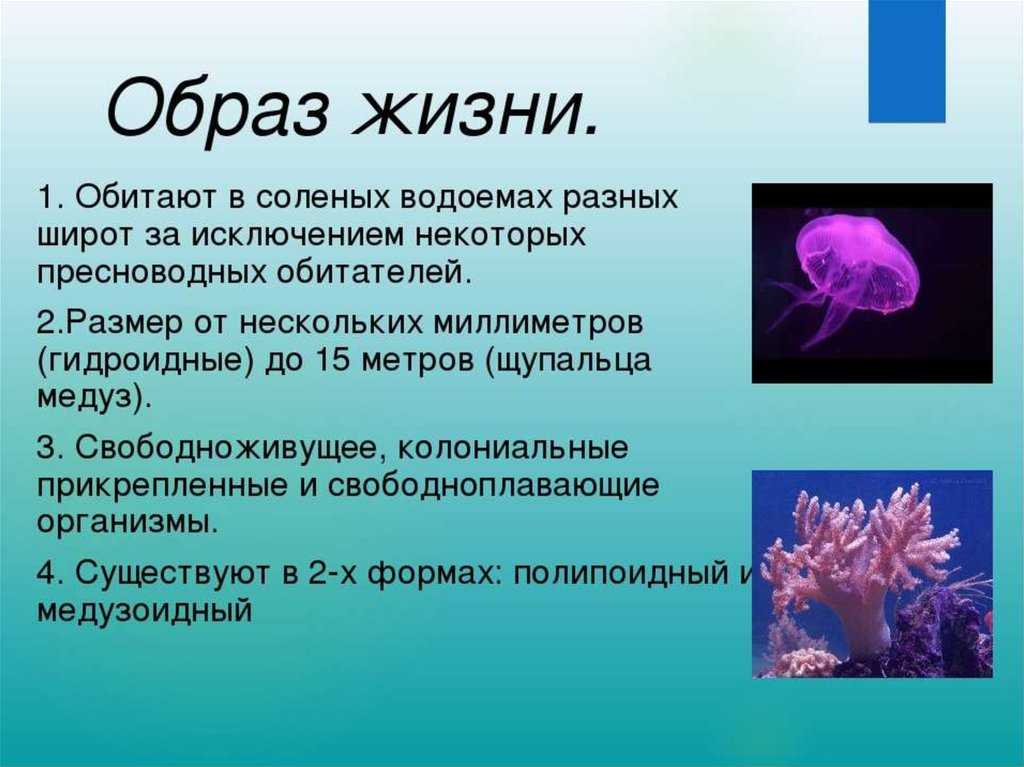 Что такое прикрепленный образ жизни в биологии. Кишечнополостные 7 класс биология медуза. Образ жизни сцифоидных медуз. Сцифоидные Кишечнополостные. Кишечнополостные морские Гидроидные.