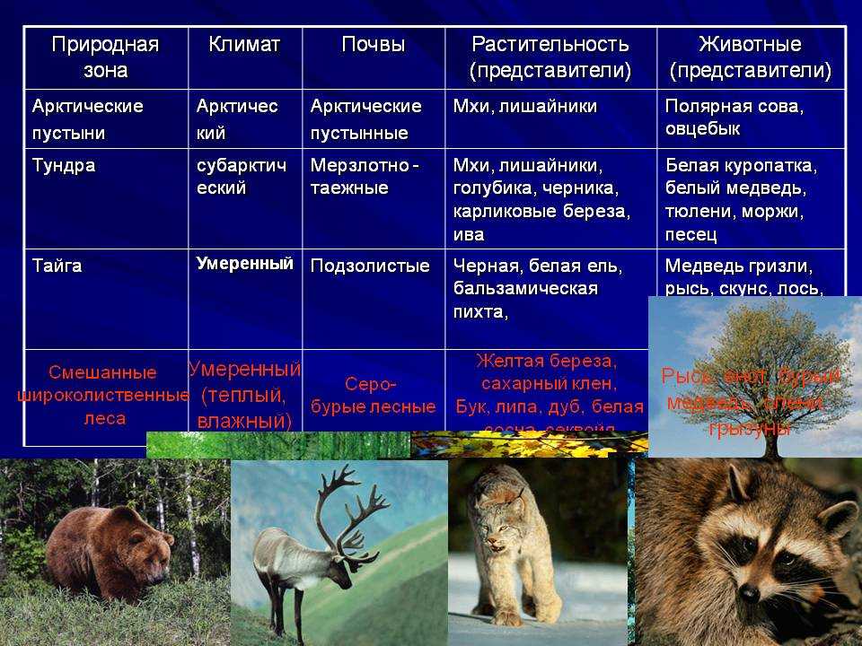 Животный мир природных зон таблица. Обитатели природных зон. Животные и растения зон. Природные зоны животные и растения. Животные различных природных зон.