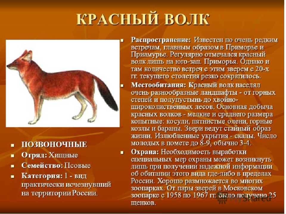 Проект красная книга россии 5 класс биология