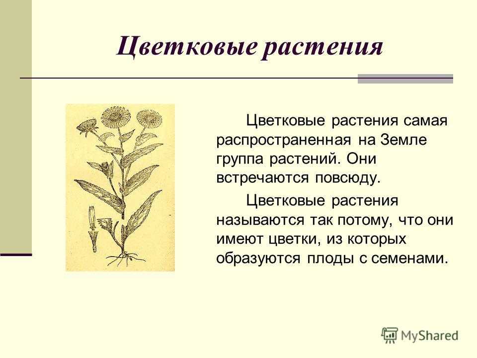 Что называют растениями? общие характеристики, основные группы, строение и факты