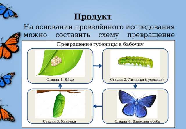 Развитие бабочки схема. Этапы превращения бабочки. Этапы превращения гусеницы в бабочку. Схема превращения бабочки. Превращение гусеницы в бабочку для детей.