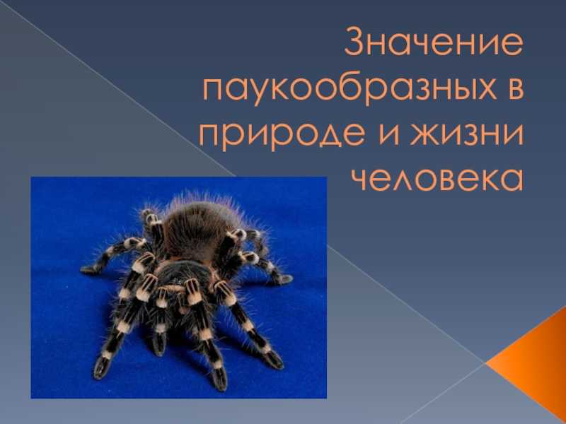 Значение паукообразных в природе. Паукообразные в природе и в жизни человека. Значение паукообразных. Роль паукообразных.