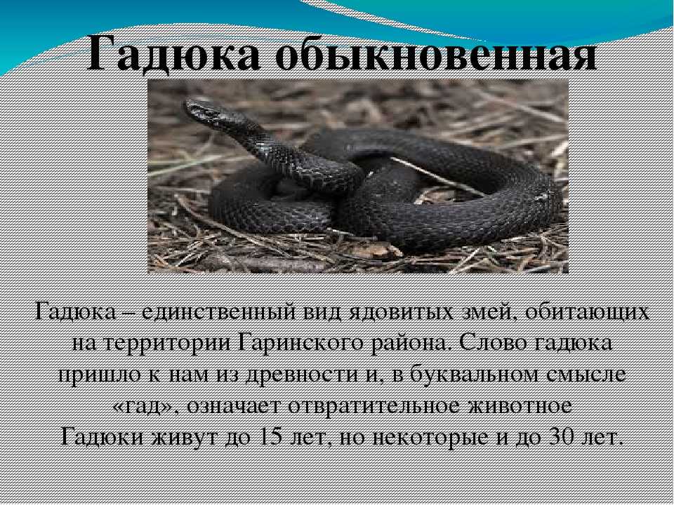 Какие змеи водятся в россии фото и названия