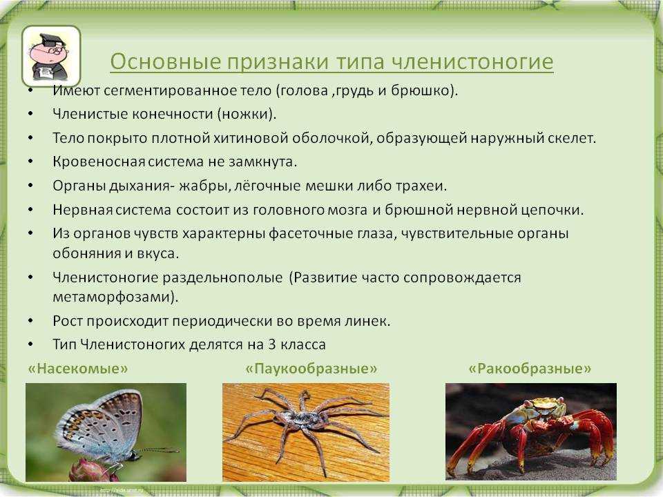 Для класса паукообразные характерно. Тип Членистоногие класс паукообразные. Биология 7 класс насекомые паукообразные. Членистоногие характеристика. Членистоногие основные признаки.
