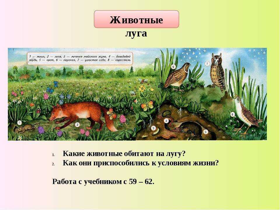 На лугу ответы на вопросы. Животные сообщества луг. Природное сообщество луг. Животные живущие на лугу. Растения и животные сообщества луг.