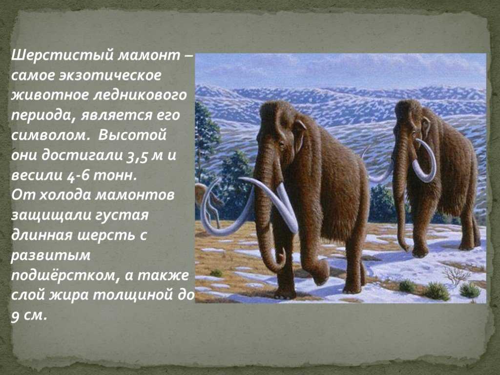 Информация о периоде. Описание мамонта. Мамонты презентация. Интересные факты о мамонтах. Доклад про Мамонтов.