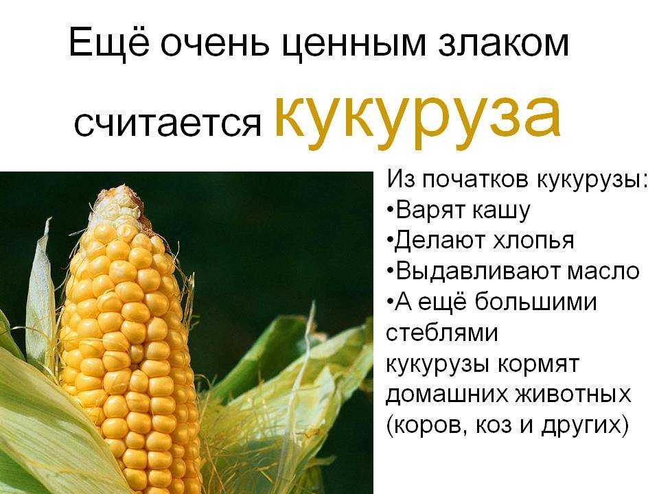 Кукуруза доклад 3 класс. Кукуруза культурное растение. Сообщение о кукурузе. Кукуруза растение описание. Кукуруза доклад.