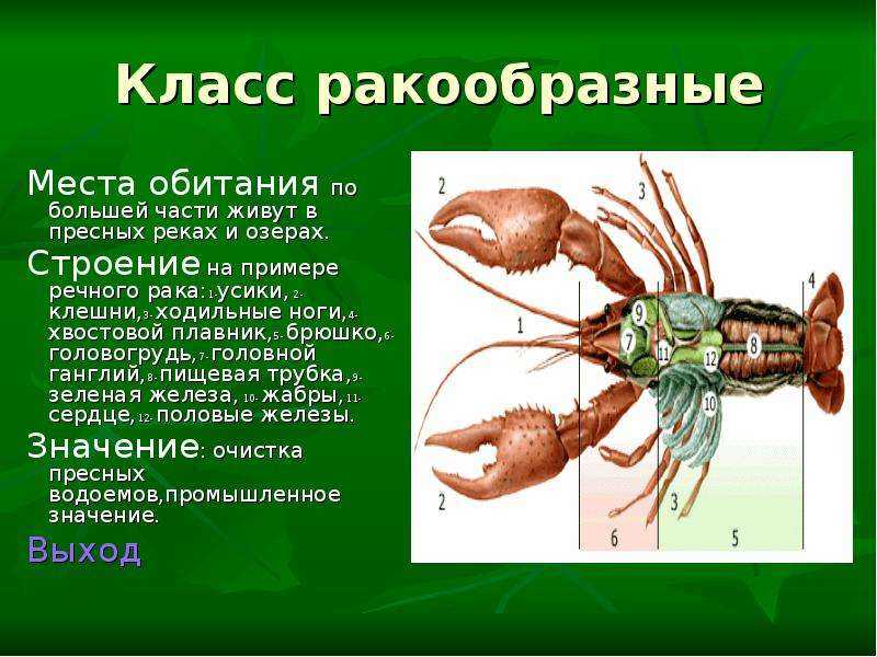 Класс ракообразные презентация