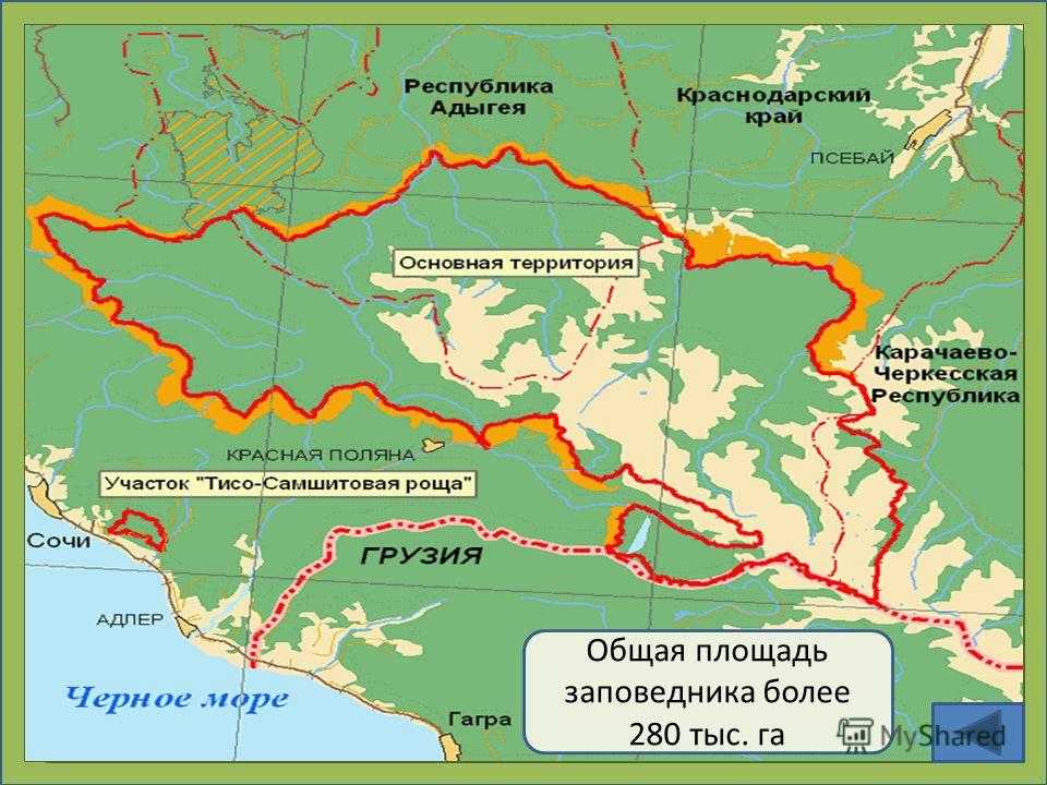 Заповедник репетек презентация