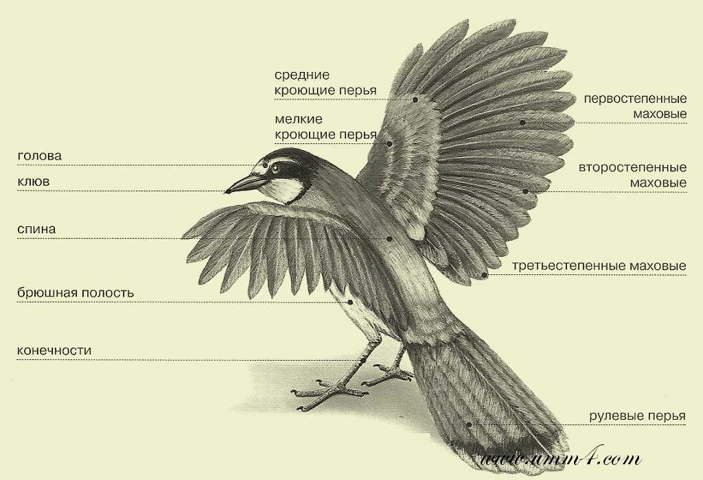 Расположение контурных перьев на теле птицы. Наружное строение птицы. Схема внешнего строения птицы. Части тела птицы. Хвост птицы строение.