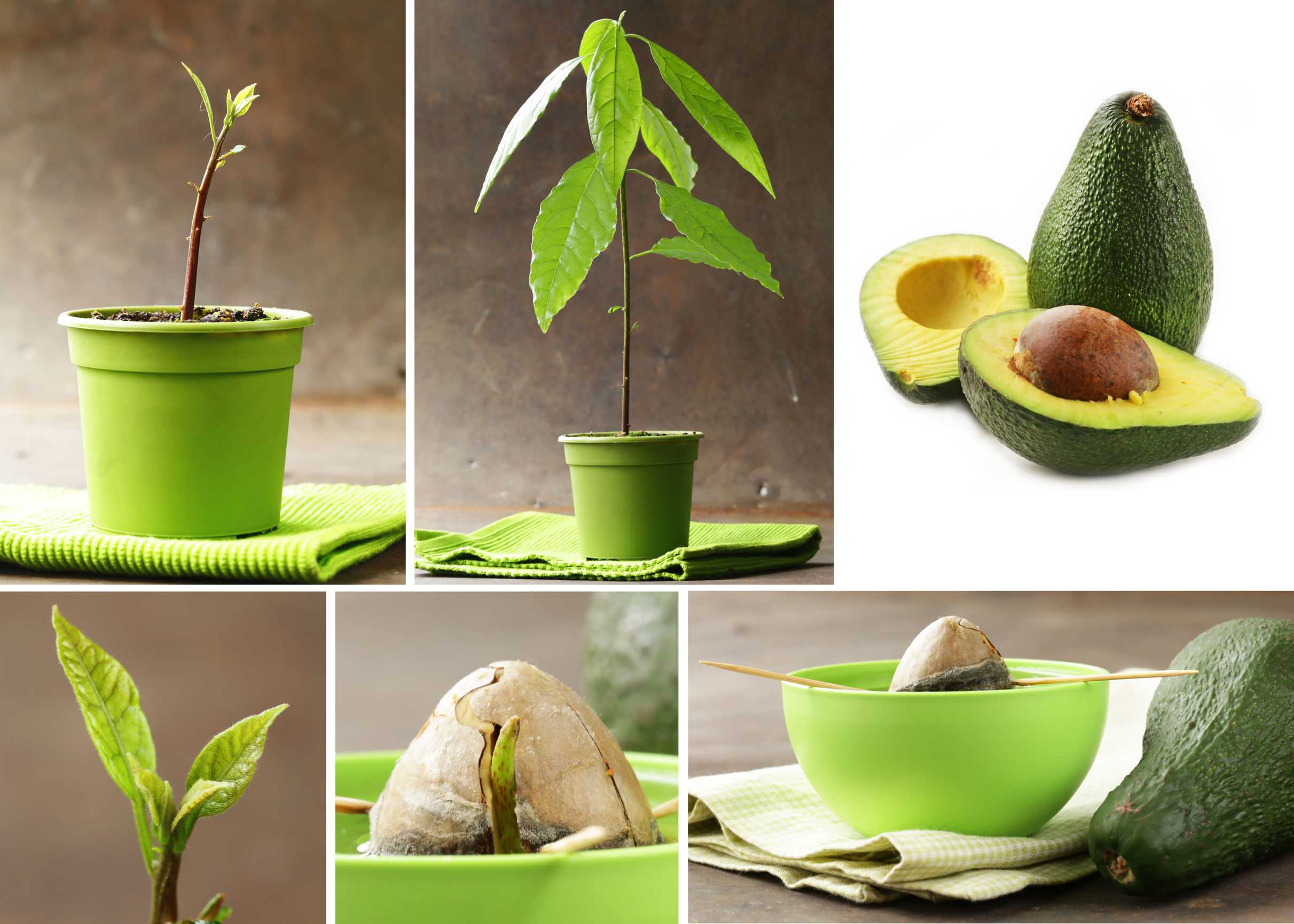 Выращиваем авокадо из косточки в домашних условиях пошагово с фото
