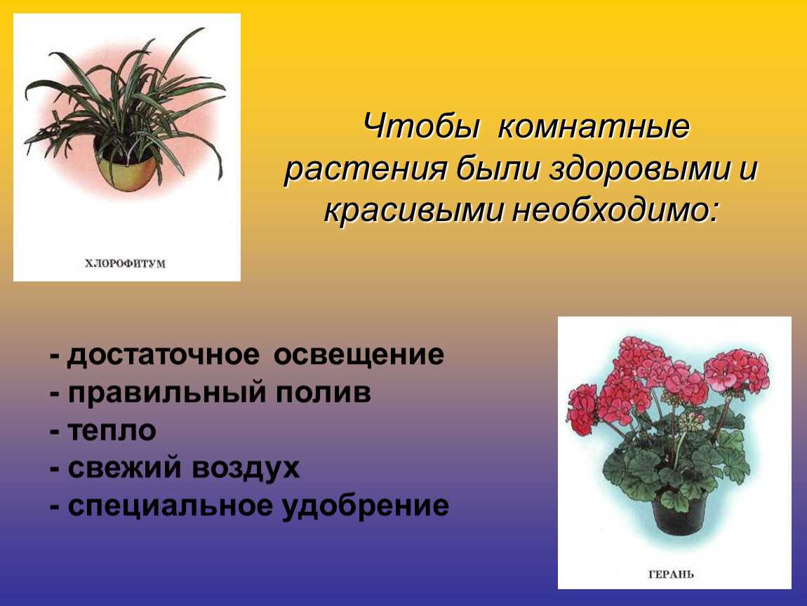 Комнатное цветоводство проект