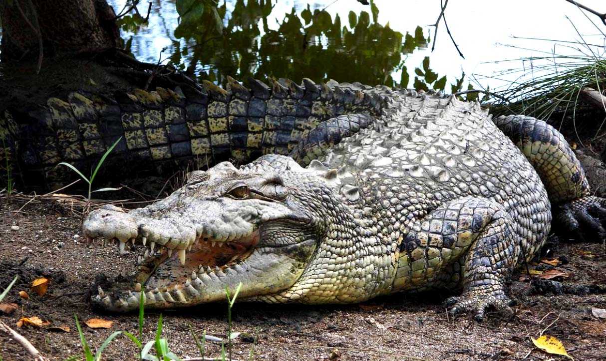 Гребнистый крокодил (Crocodylus porosus).