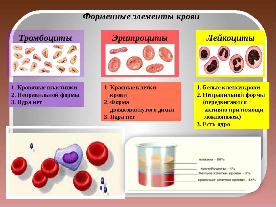Форменные элементы формы. Форменные элементы крови. Форменные элементы крови лейкоциты. Состав крови форменные элементы. Кровяные элементы крови.