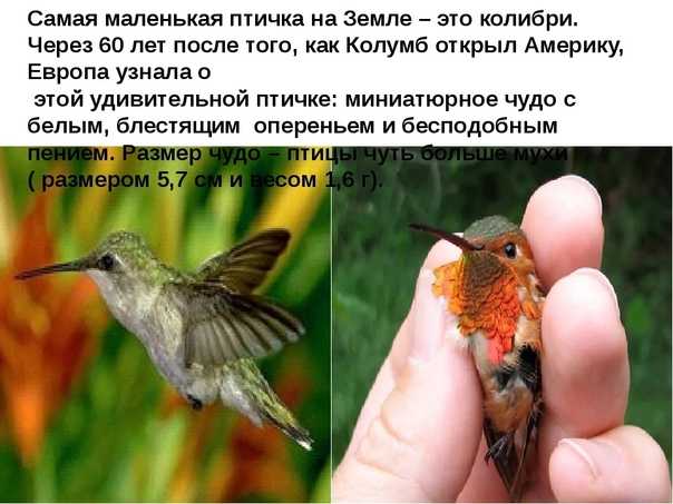 Сколько взмахов в секунду делает. Самая маленькая птица. Самая маленькая птица на земле. Колибри птица описание. Название самой маленькой птицы.