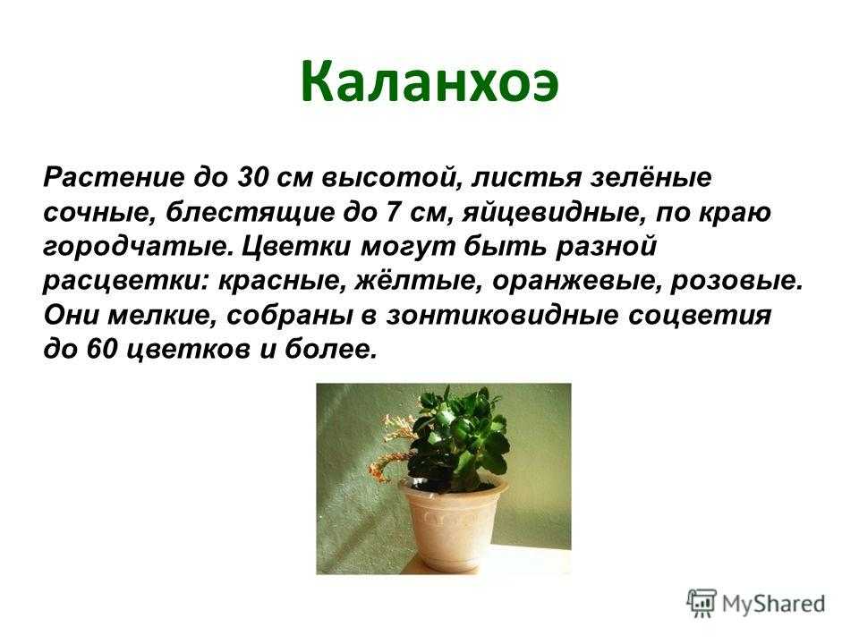 Опишите особенности растений каланхоэ и аспарагуса. Каланхоэ Родина растения. Родина цветка каланхоэ.