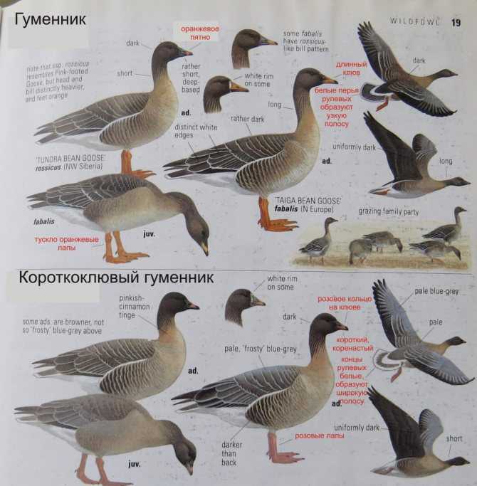 Виды гусей диких в россии фото и описание