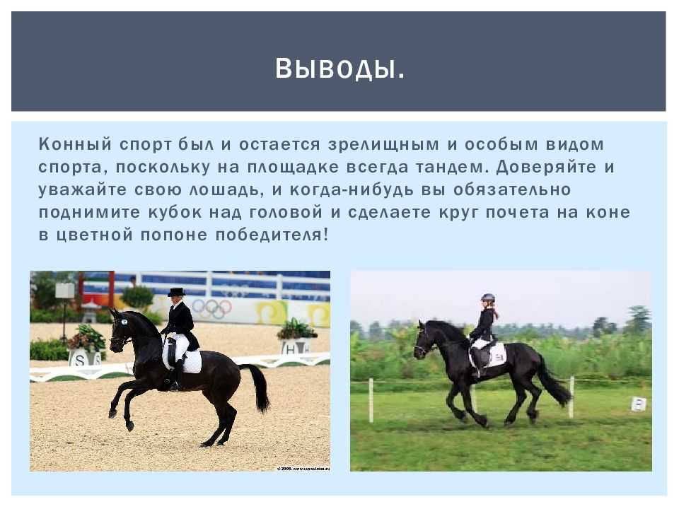 Что значит конюшня. Конный спорт презентация. Проект про коный спорт. Конный спорт вывод. Конный спорт доклад.