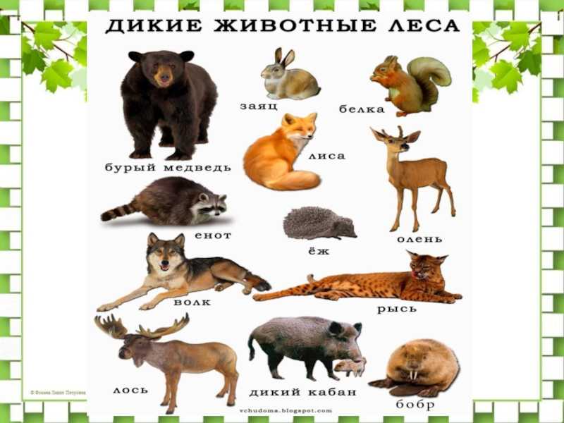 Какие дикие животные обитают в твоем регионе. Животные леса. Лесные обитатели. Обитатели леса названия. Картинки диких животных.