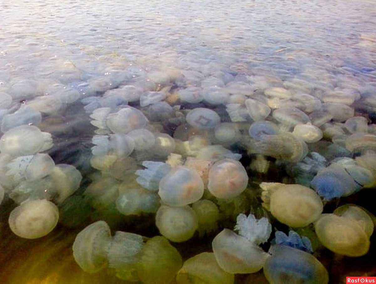 медузы в черном море в анапе