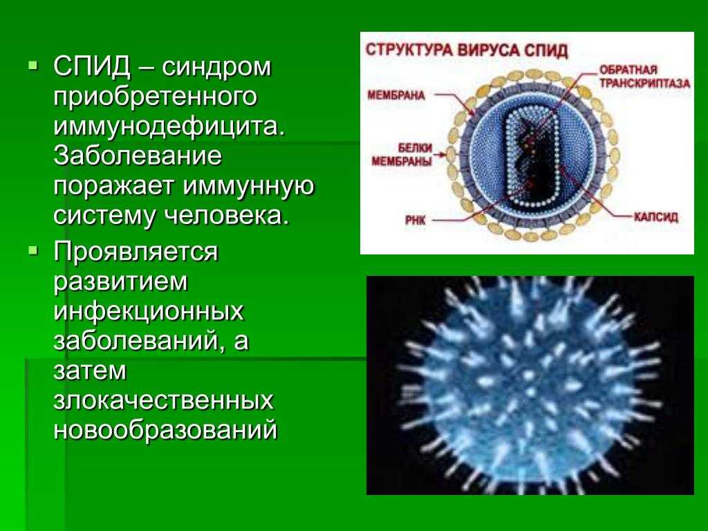 Представители вирусов 5 класс биология. Вирусы по биологии. Информация о вирусах. Царство вирусы. Строение вирусов и бактерий.