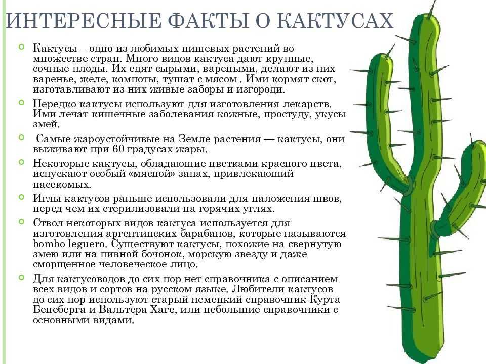 Кактусы презентация для детей