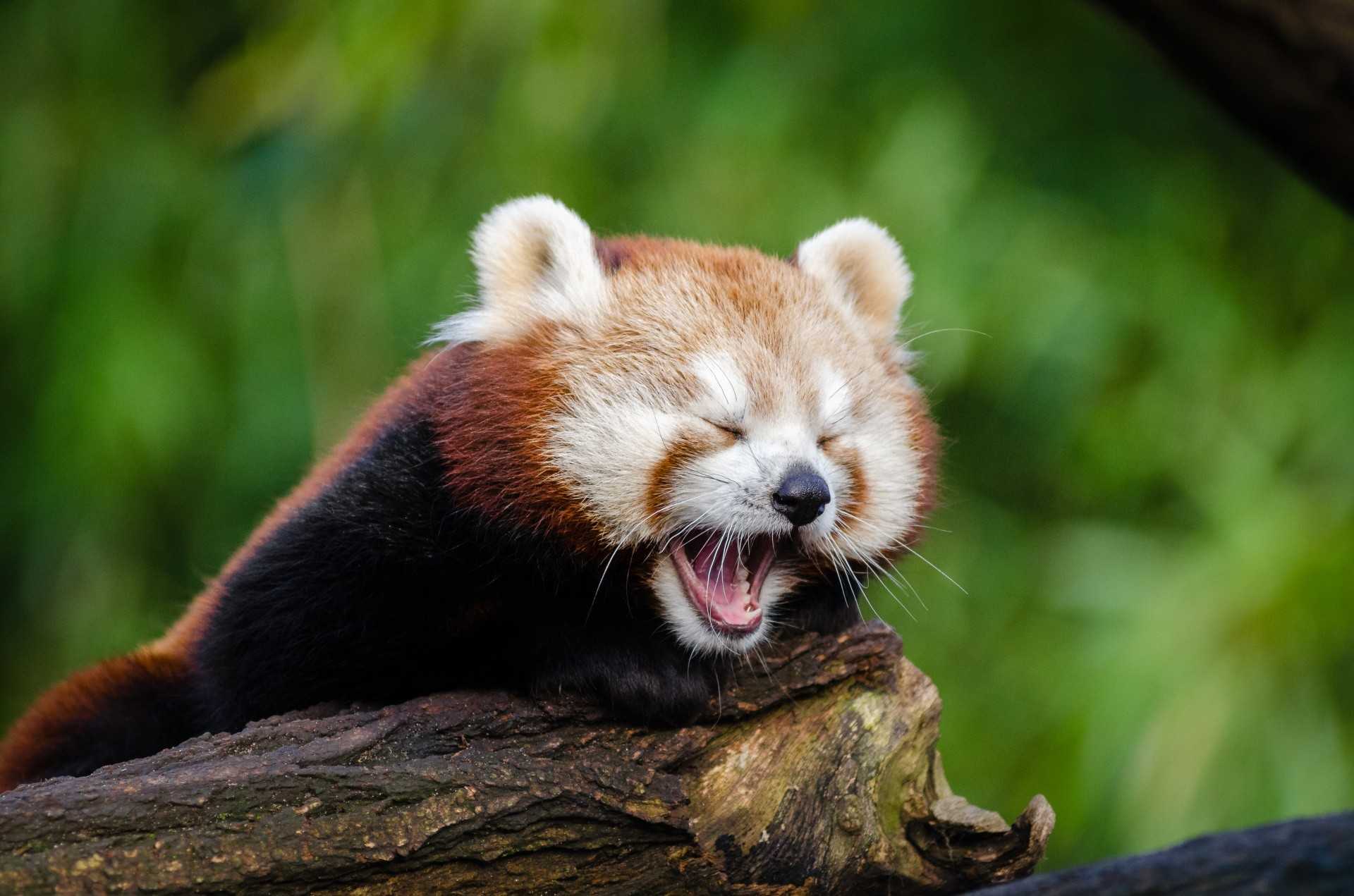 Красная Панда зевает