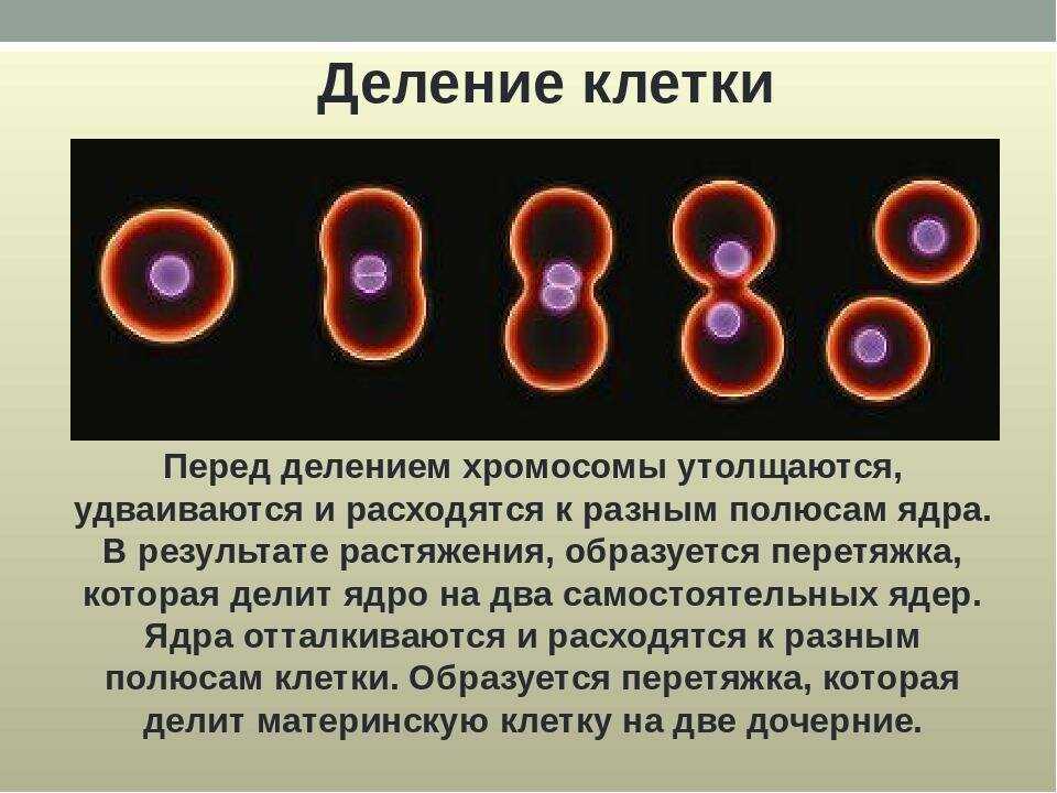 Деление клеток обеспечивает организму. Как происходит деление клеток. Размножение деление клеток кратко. Процесс деления клетки 8 класс биология. 8. Как происходит деление клетки?.