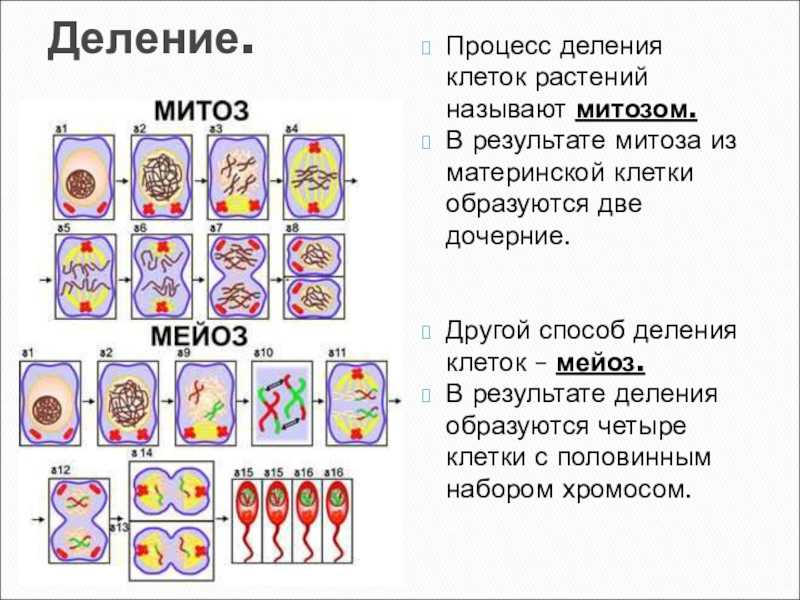 На рисунке изображен процесс деления клетки какое общее свойство живых